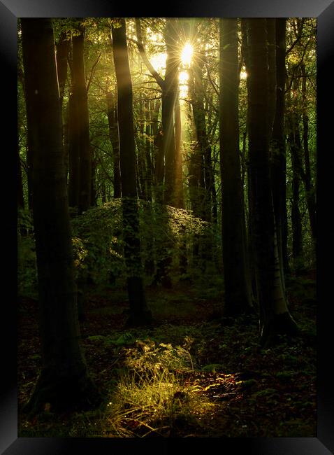 sunlit Woodland  Framed Print by Simon Johnson
