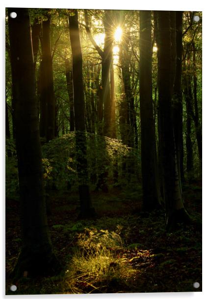 sunlit Woodland  Acrylic by Simon Johnson
