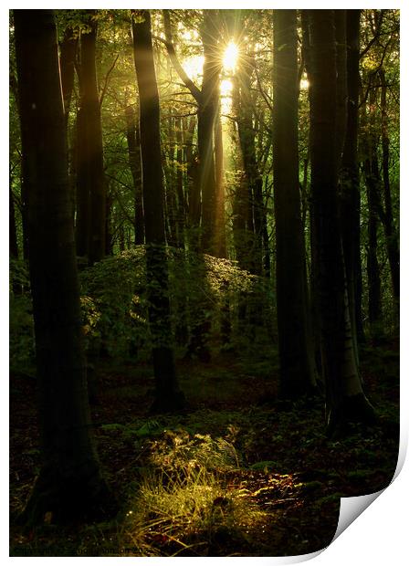 sunlit Woodland  Print by Simon Johnson