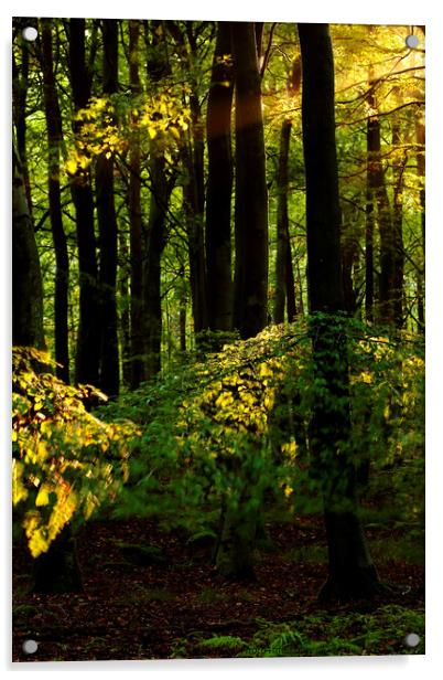 sunlit Woodland Acrylic by Simon Johnson