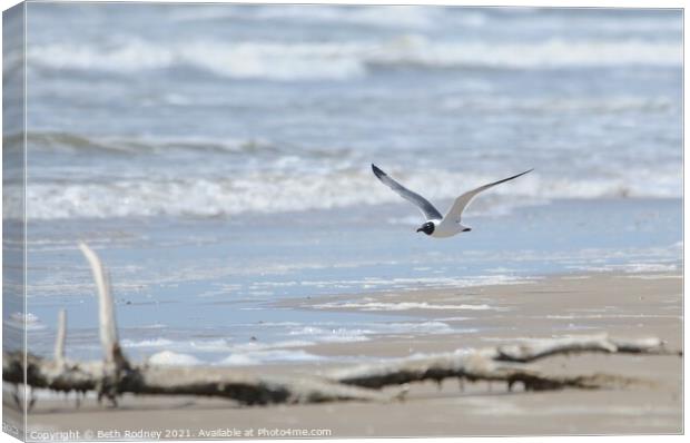 Gull and Surf Canvas Print by Beth Rodney