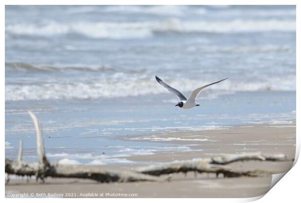 Gull and Surf Print by Beth Rodney