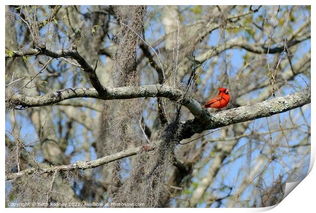 Cardinal in Early Spring Print by Beth Rodney