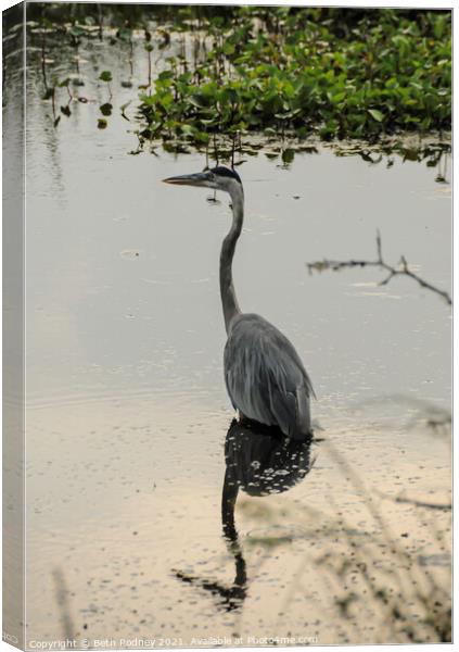 Great Blue Heron Reflection Canvas Print by Beth Rodney