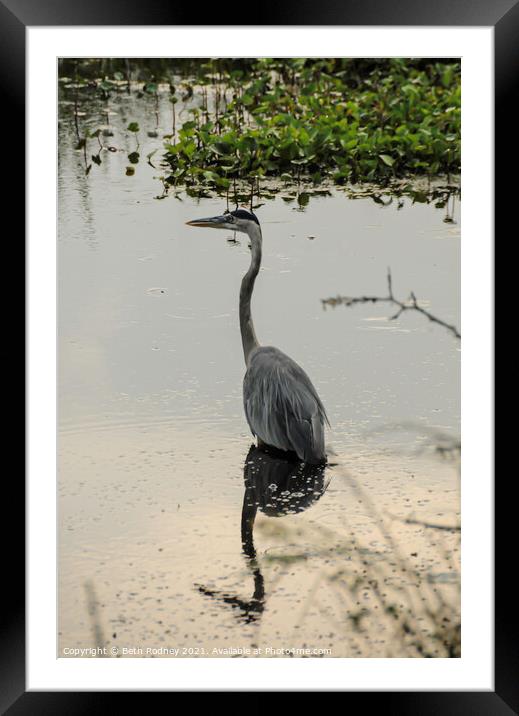 Great Blue Heron Reflection Framed Mounted Print by Beth Rodney