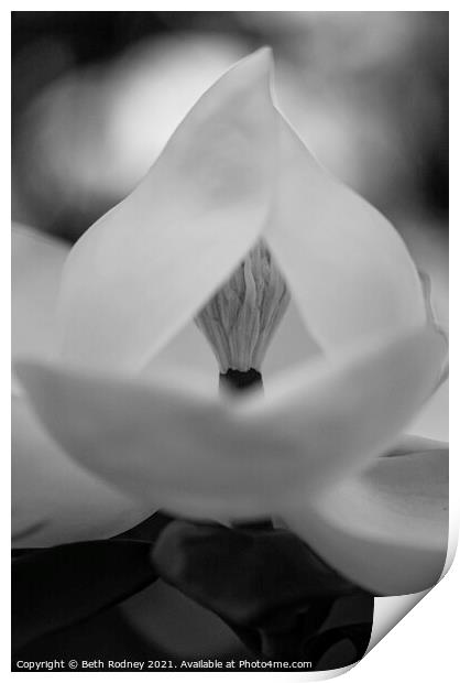 Magnolia heart Print by Beth Rodney