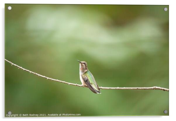 Juvenile Ruby throated Hummingbird Acrylic by Beth Rodney