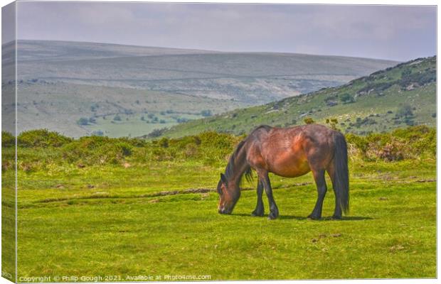 A brown Dartmoor Pony grazing on a lush green field Canvas Print by Philip Gough