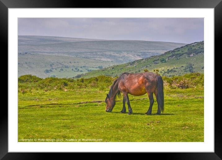 A brown Dartmoor Pony grazing on a lush green field Framed Mounted Print by Philip Gough