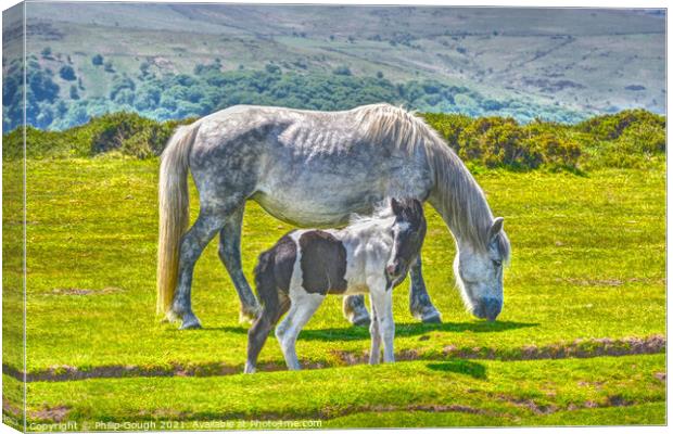 A Dartmoor Pony with its Foal, grazing on a lush green field Canvas Print by Philip Gough