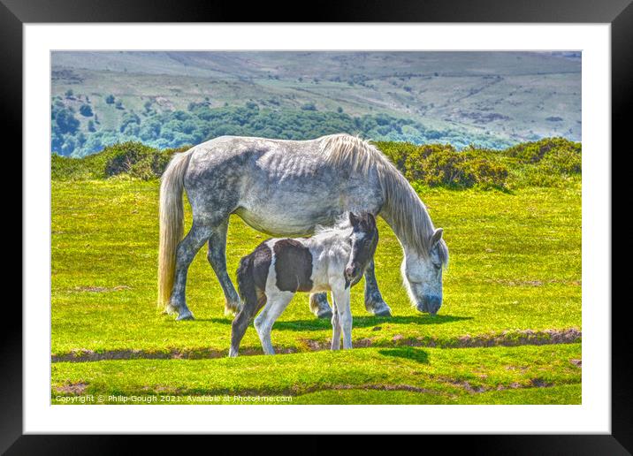 A Dartmoor Pony with its Foal, grazing on a lush green field Framed Mounted Print by Philip Gough
