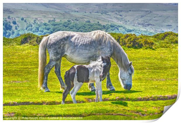 A Dartmoor Pony with its Foal, grazing on a lush green field Print by Philip Gough