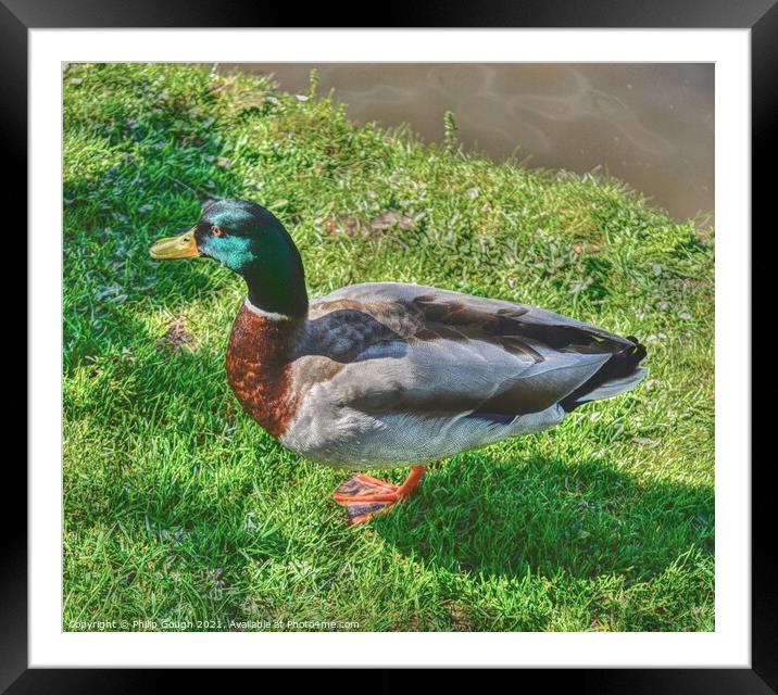Mallard grazing for food Framed Mounted Print by Philip Gough