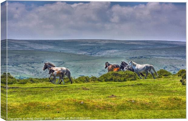 Dartmoor Ponies Running Free Canvas Print by Philip Gough