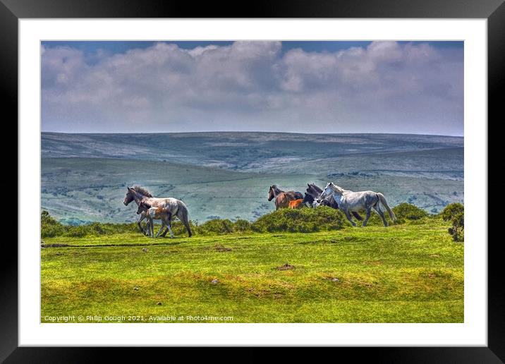 Dartmoor Ponies Running Free Framed Mounted Print by Philip Gough