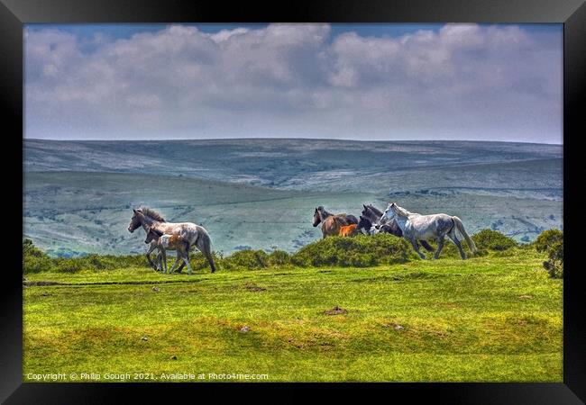 Dartmoor Ponies Running Free Framed Print by Philip Gough