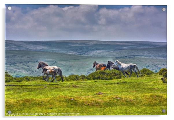 Dartmoor Ponies Running Free Acrylic by Philip Gough
