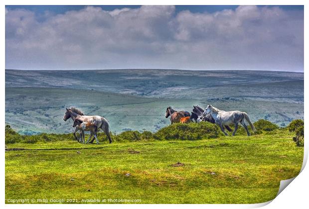 Dartmoor Ponies Running Free Print by Philip Gough