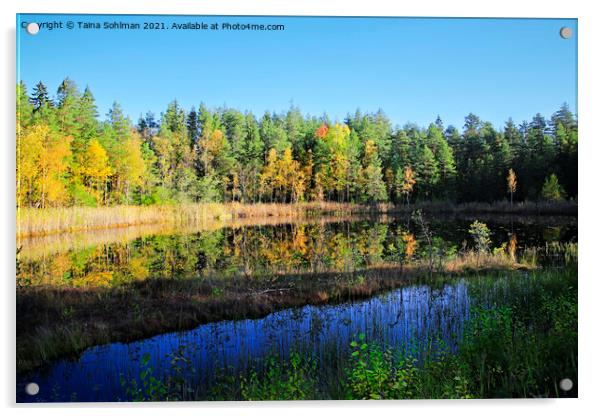 Small Marshland Lake in Fall Colors Acrylic by Taina Sohlman