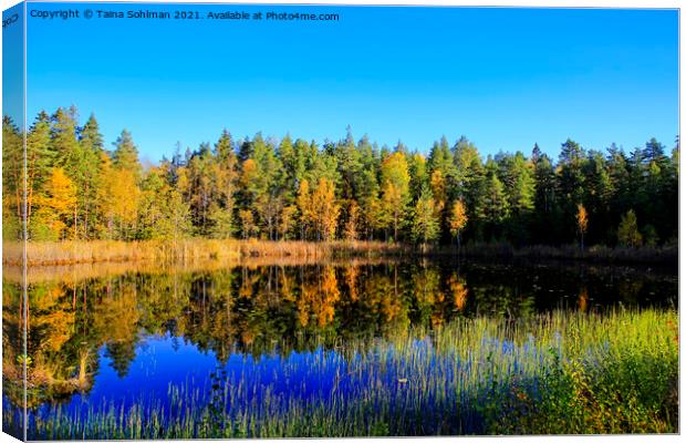 Small Marshland Lake in Autumnal Colors Canvas Print by Taina Sohlman