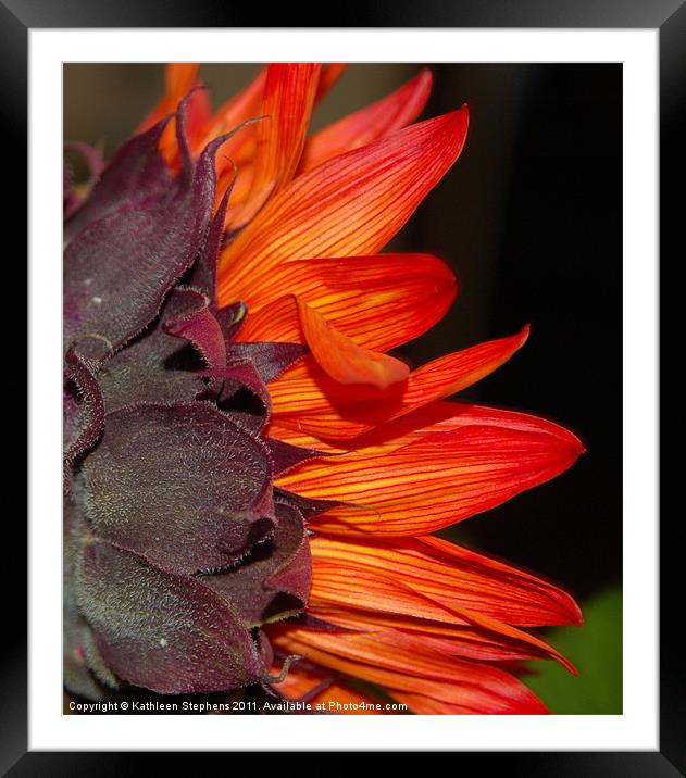 Petals in Pinstripes Framed Mounted Print by Kathleen Stephens