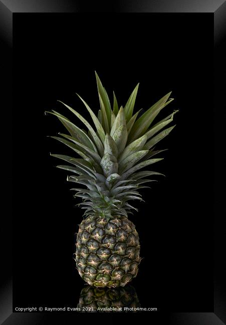 Pineapple Framed Print by Raymond Evans