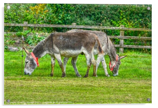 Donkeys Dinner Time Acrylic by Philip Gough