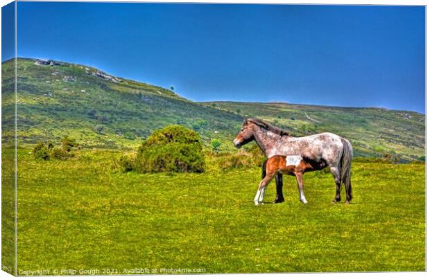 Dartmoor Ponies Free Canvas Print by Philip Gough