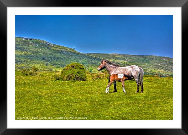 Dartmoor Ponies Free Framed Mounted Print by Philip Gough