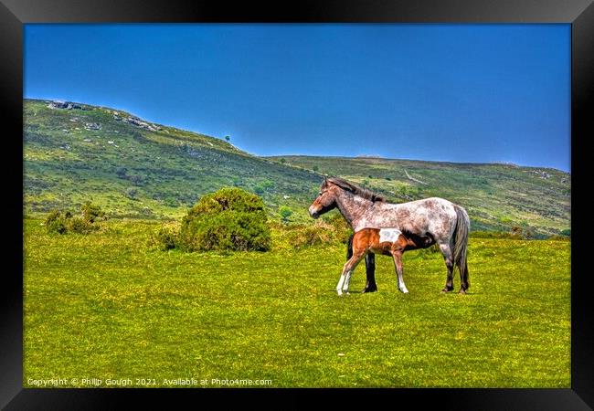 Dartmoor Ponies Free Framed Print by Philip Gough