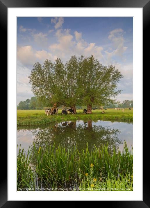 Cows grazing on the River Stour Framed Mounted Print by Graeme Taplin Landscape Photography