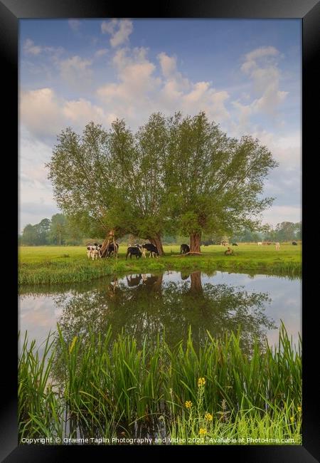 Cows grazing on the River Stour Framed Print by Graeme Taplin Landscape Photography