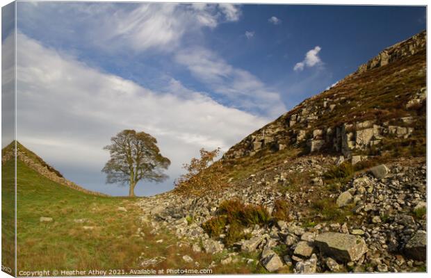Sycamore Gap, Hadrian's Wall Northumberland Canvas Print by Heather Athey