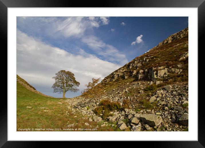 Sycamore Gap, Hadrian's Wall Northumberland Framed Mounted Print by Heather Athey
