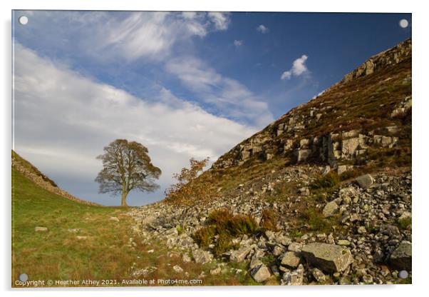 Sycamore Gap, Hadrian's Wall Northumberland Acrylic by Heather Athey
