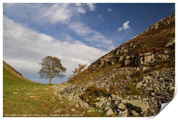Sycamore Gap, Hadrian's Wall Northumberland Print by Heather Athey