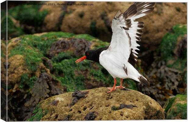 A photograph of a Oystercatcher  Canvas Print by andrew saxton