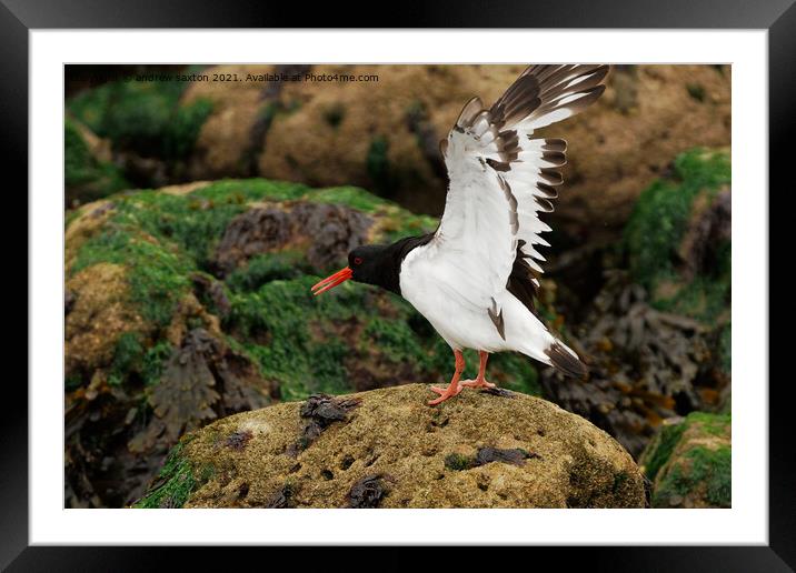 A photograph of a Oystercatcher  Framed Mounted Print by andrew saxton