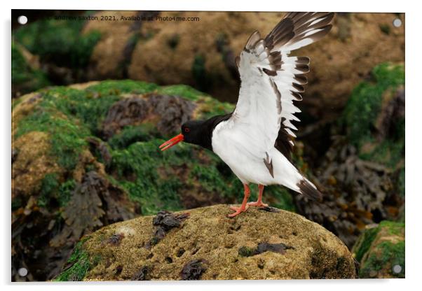 A photograph of a Oystercatcher  Acrylic by andrew saxton