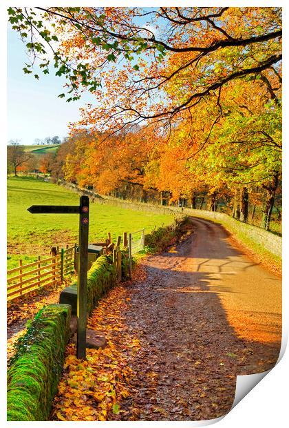 Rural country lane in autumn, Derbyshire. Print by David Birchall