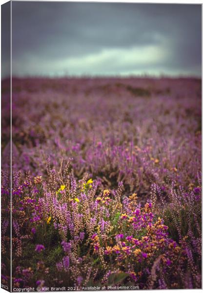 New Forest Heather and Gorse Canvas Print by KB Photo