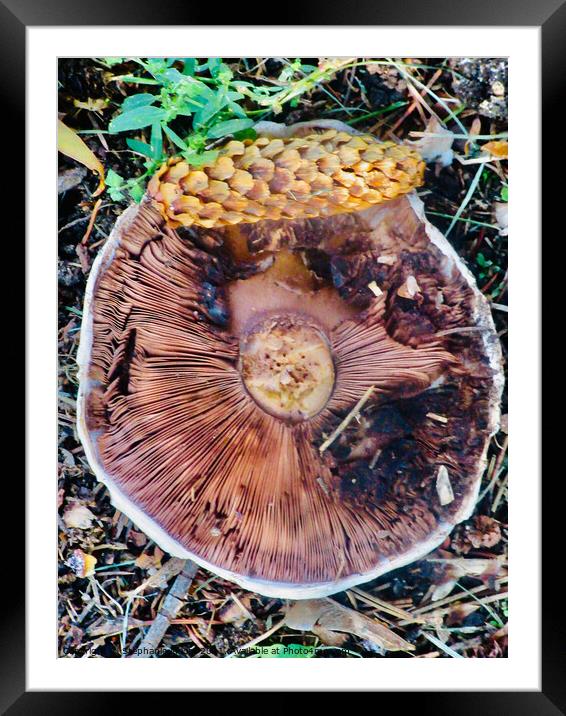 Fallen mushroom with pinecone Framed Mounted Print by Stephanie Moore