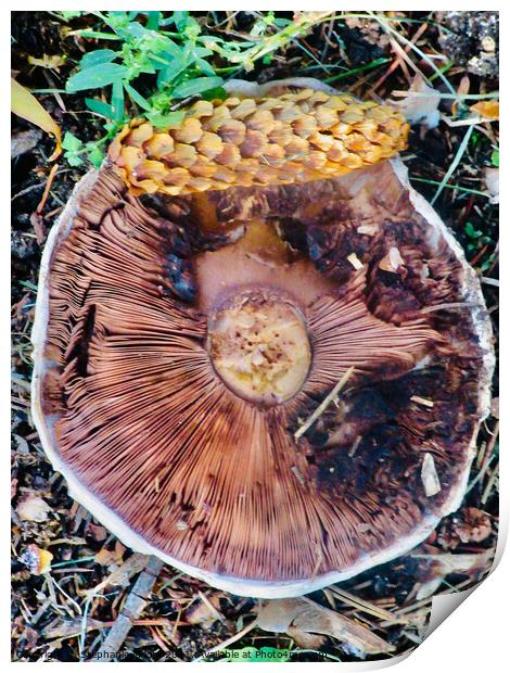 Fallen mushroom with pinecone Print by Stephanie Moore