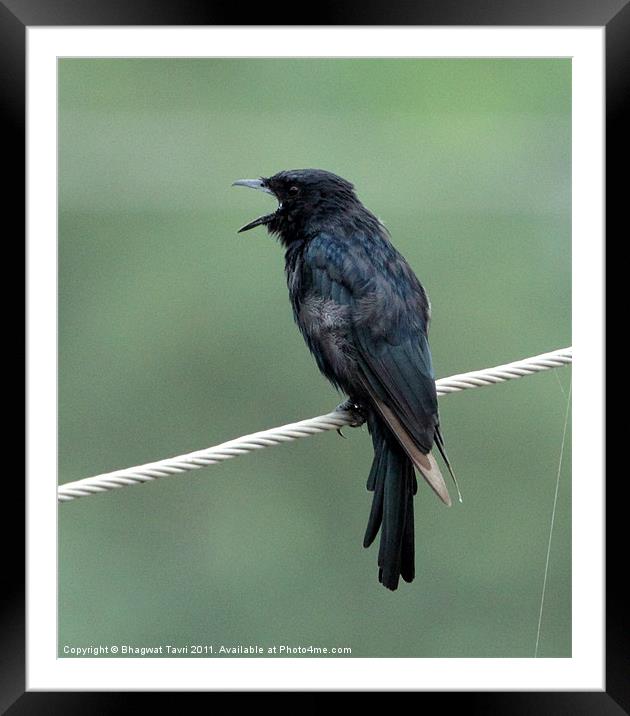 Black Drongo Framed Mounted Print by Bhagwat Tavri