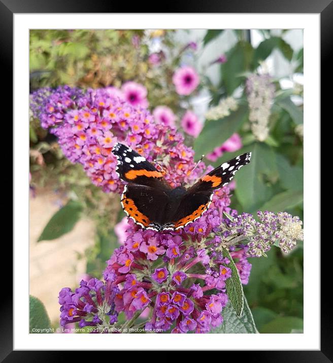 Red Admiral Butterfly Framed Mounted Print by Les Morris