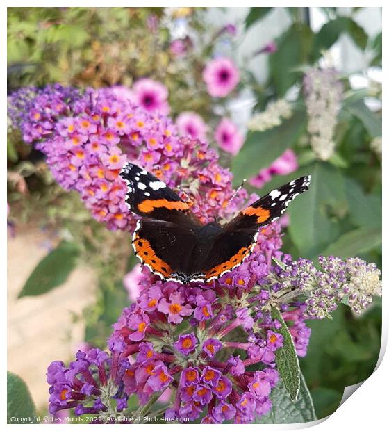 Red Admiral Butterfly Print by Les Morris
