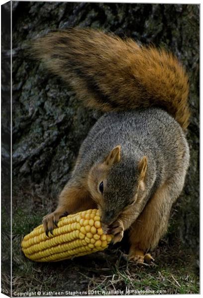 Corn for Lunch Canvas Print by Kathleen Stephens