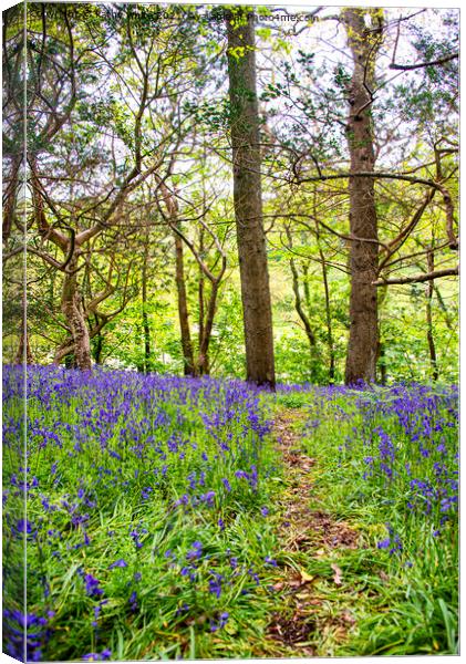  Path of Bluebells Canvas Print by kathy white