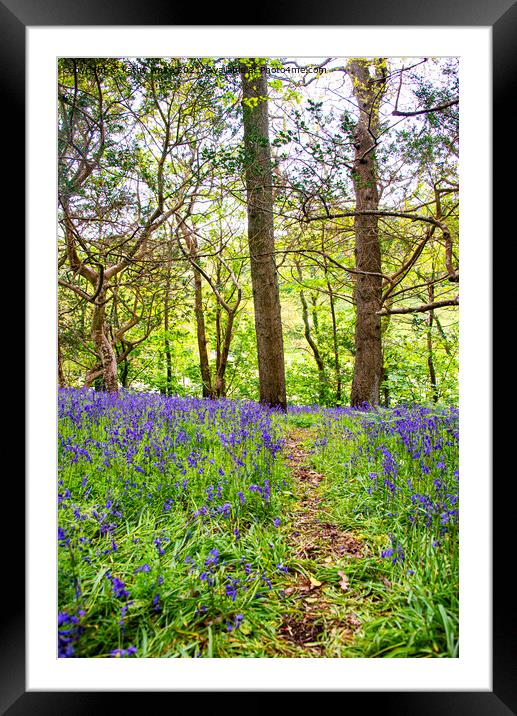  Path of Bluebells Framed Mounted Print by kathy white