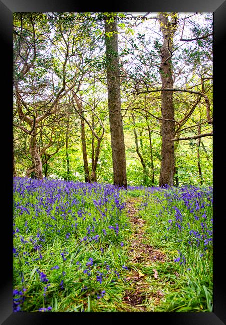  Path of Bluebells Framed Print by kathy white